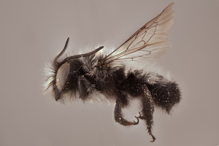 [Megachile saulcyi (lateral/side view) thumbnail]